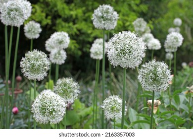 White Allium Mount Everest Flower Stock Photo 2163357003 | Shutterstock