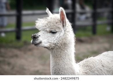 white alpaca with a background - Powered by Shutterstock