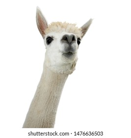 White Alpaca Isolated On White