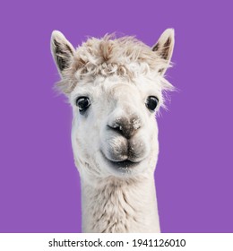 White Alpaca Isolated On Purple Background. South American Camelid.