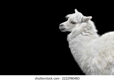 White Alpaca Llama Isolated On Black Background. Animal Standing Sideways