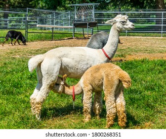 White Alpaca Mom And Tan Baby Feeding