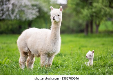 White Alpaca with offspring, South American mammal - Shutterstock ID 1382780846