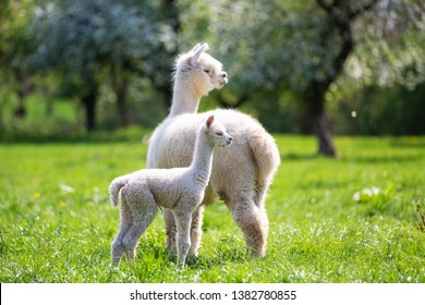 White Alpaca With Offspring, South American Mammal