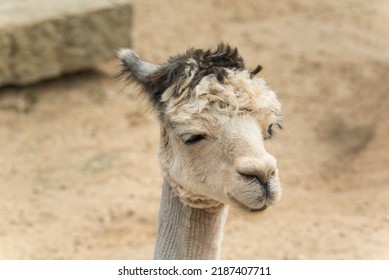 A White Alpaca On A Farm In Oak Bluffs Massachusetts On Martha's Vineyard On Sunny Day.