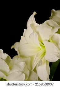 White Amaryllis Blossoming With Green Accent