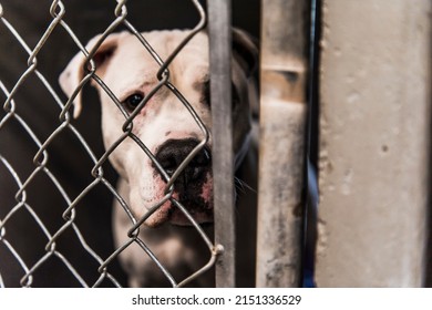 White American Bull Dog Pit Bull Mixed Breed Dog Large Adult Dog Looking Sad Eye Contact with Camera through Animal Shelter Kennel Cage - Powered by Shutterstock