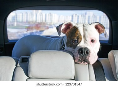 White american bulldog enjoying trip in the car truck
