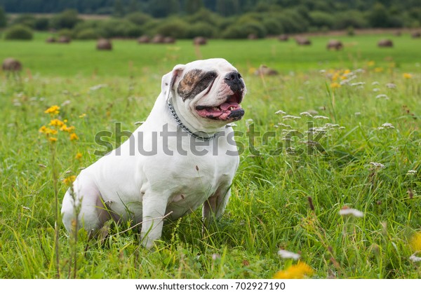 white American Bulldog on the field, on\
green grass. The American bulldog is a stocky, well built,\
strong-looking dog, with a large head and a muscular\
build.