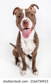 White American Bully Pit Bull Staffordshire Stock Photo 2166734913 ...