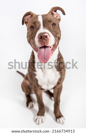 and White American Bully Pit Bull Staffordshire Pittie Terrier Puppy Dog Isolated on White Background Looking at Camera Sitting Smiling Happy Face
