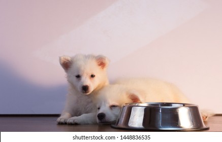 White American Eskimo puppies lying down