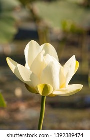 A White American Lotus Opens In The Morning Sun On The Upper Mississippi River