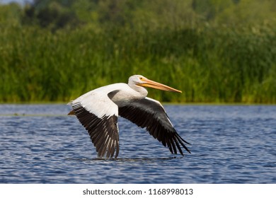 White American Pelican (Pelecanus Erythrorhynchos) In Flight.Large America Migration Bird.