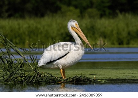 White American pelican(Pelecanus erythrorhynchos)  resting after hunting on marsh in the natural area of Wisconsin
