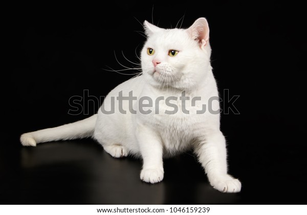 white american cat