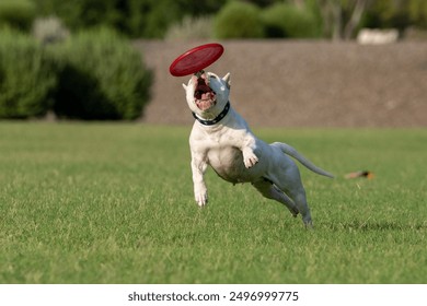 White American Staffordshire terrier about to catch a red frisbee at the park in the grass