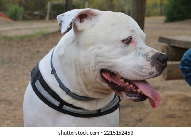 White American Staffordshire Terrier Dog In The Countryside In Autumn