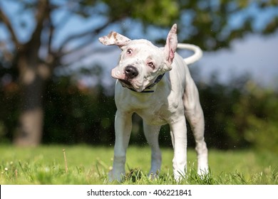 White American Staffordshire Terrier young dog shaking off water