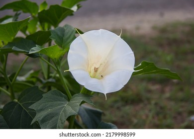 White Amethyst Flower Blooms With Leaves And Stalk