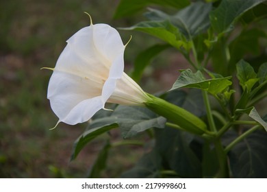 White Amethyst Flower Blooms With Leaves And Stalk