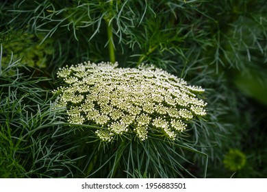 Toothpickweed Images Stock Photos Vectors Shutterstock