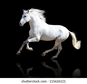 White Andalusian Horse Isolated On The Black