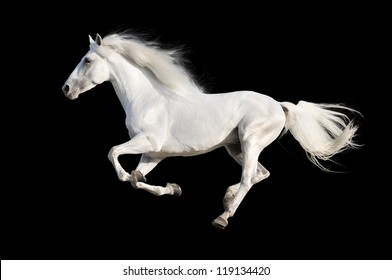 White Andalusian Horse Isolated On The Black