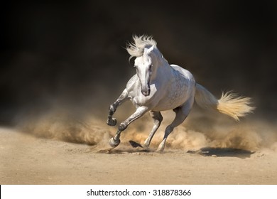 Download 44 Background Hd Horse HD Terbaru
