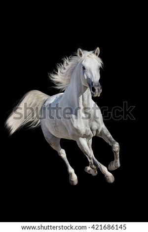 White andalusian horse with long mane run gallop isolated on black background