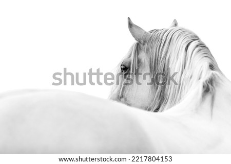 White Andalusian horse looking over his shoulder with a white background in fine art with copy space black and white simpel minimalistic photograph