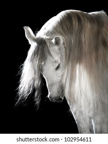 white Andalusian horse on the black background