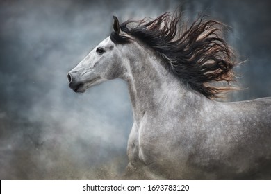 White andalusian horse portrait in motion isolated on dark background