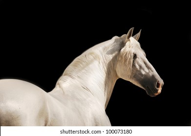 White Andalusian Horse Portrait On Black