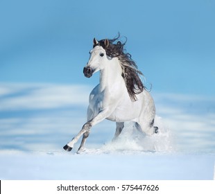 White Andalusian Horse Runs Free On Winter Hill