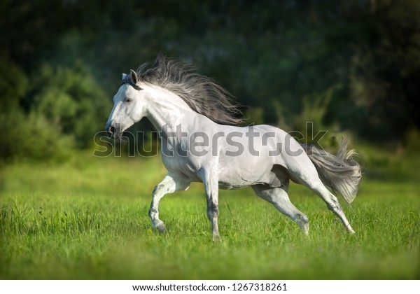 White Andalusian Horse Runs Gallop Summerfield Stock Photo 1267318261 ...