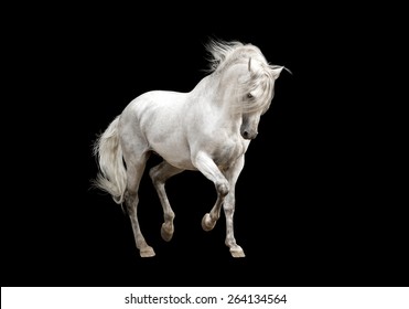 white andalusian horse stallion isolated on black background