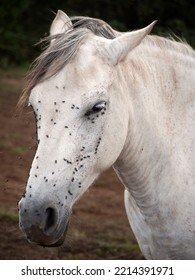 White Andalusian Mare With The Face Full Of Flies On A Hot Summer Day.