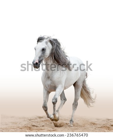 Similar – Image, Stock Photo summer Equestrian sports