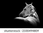 White Andalusian stallion horse looking over his shoulder fine art