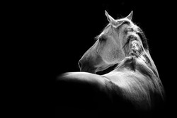 White Andalusian Stallion Horse Looking Over His Shoulder Fine Art