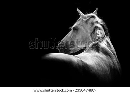 White Andalusian stallion horse looking over his shoulder fine art