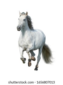 White andalusian stallion isolated on white front view. White horse gallop. Running gray horse isolated over a white background.