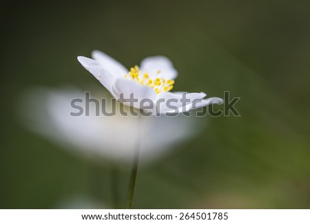 Similar – Image, Stock Photo for all girls Garden