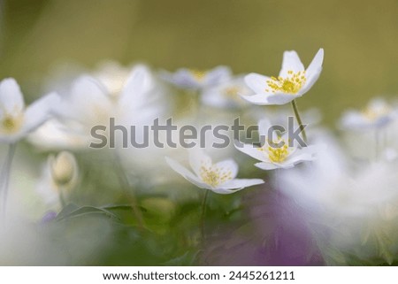 Similar – Image, Stock Photo for all girls Garden