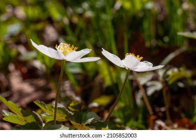 White Anemone Or Bush Anemones