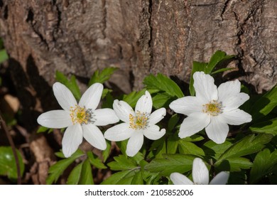 White Anemone Or Bush Anemones