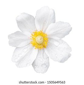 White Anemone Flower Isolated On White Background