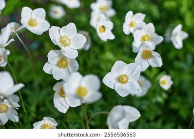 White anemone flowers close-up green leaves blurred background sunlight spring garden nature photography floral beauty delicate petals yellow center