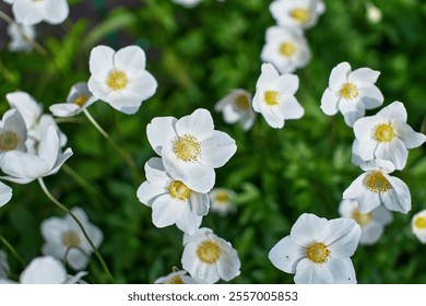 White anemone flowers close-up green leaves blurred background sunlight spring garden nature photography floral beauty delicate petals yellow center